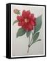 Dahlia-Pierre-Joseph Redoute-Framed Stretched Canvas