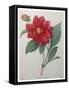 Dahlia-Pierre-Joseph Redoute-Framed Stretched Canvas