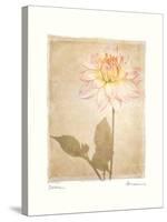 Dahlia-Amy Melious-Stretched Canvas