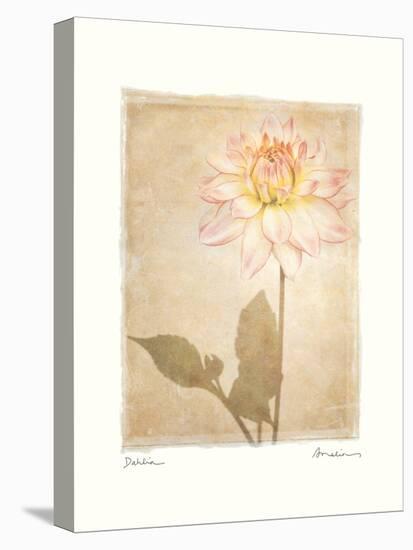 Dahlia-Amy Melious-Stretched Canvas