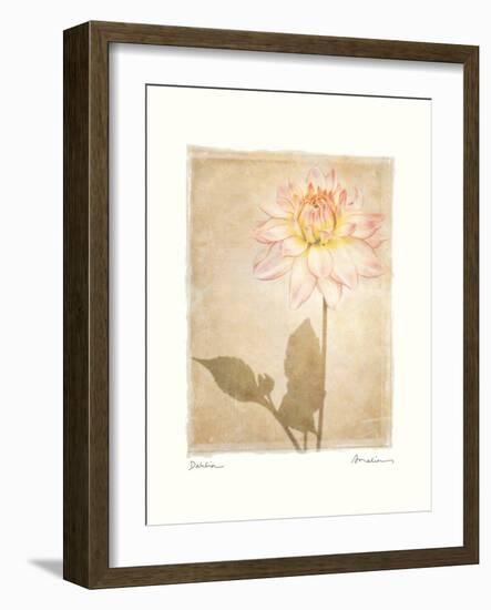 Dahlia-Amy Melious-Framed Art Print