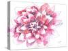 Dahlia-Beverly Dyer-Stretched Canvas