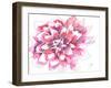 Dahlia-Beverly Dyer-Framed Art Print