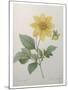 Dahlia-Pierre-Joseph Redoute-Mounted Art Print