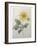 Dahlia-Pierre-Joseph Redoute-Framed Art Print