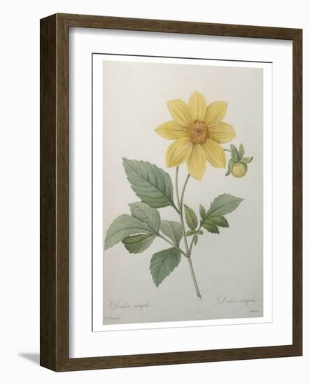 Dahlia-Pierre-Joseph Redoute-Framed Art Print