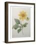 Dahlia-Pierre-Joseph Redoute-Framed Art Print