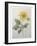 Dahlia-Pierre-Joseph Redoute-Framed Art Print