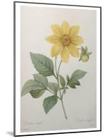 Dahlia-Pierre-Joseph Redoute-Mounted Art Print