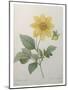 Dahlia-Pierre-Joseph Redoute-Mounted Art Print