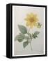 Dahlia-Pierre-Joseph Redoute-Framed Stretched Canvas