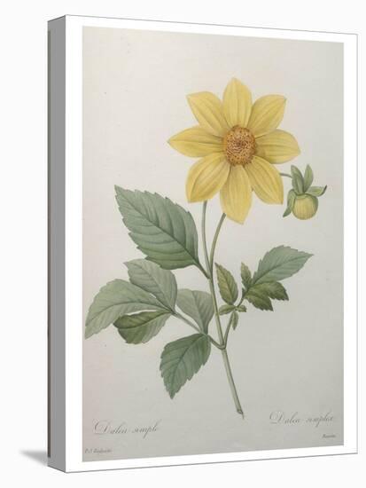 Dahlia-Pierre-Joseph Redoute-Stretched Canvas