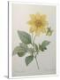 Dahlia-Pierre-Joseph Redoute-Stretched Canvas