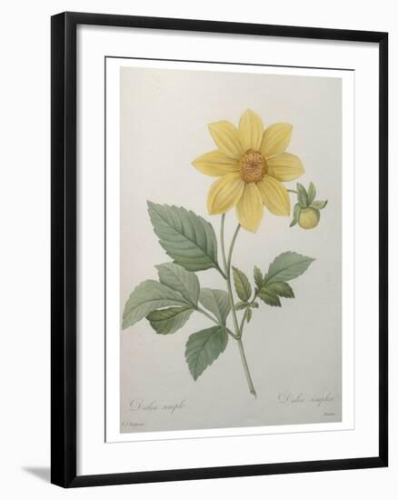 Dahlia-Pierre-Joseph Redoute-Framed Art Print