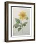 Dahlia-Pierre-Joseph Redoute-Framed Art Print