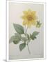 Dahlia-Pierre-Joseph Redoute-Mounted Art Print