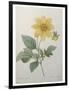 Dahlia-Pierre-Joseph Redoute-Framed Art Print