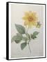 Dahlia-Pierre-Joseph Redoute-Framed Stretched Canvas