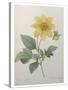 Dahlia-Pierre-Joseph Redoute-Stretched Canvas