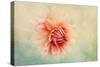 Dahlia-Jacky Parker-Stretched Canvas