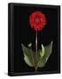 Essential Black