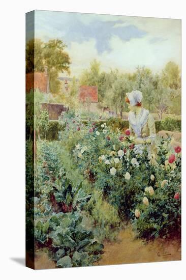 Dahlias, 1896-Alfred Augustus Glendenning-Stretched Canvas