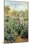 Dahlias, 1896-Alfred Augustus Glendenning-Mounted Giclee Print