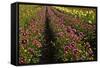 Dahlias, Dahlia Farm, Canby, Oregon, USA-Michel Hersen-Framed Stretched Canvas