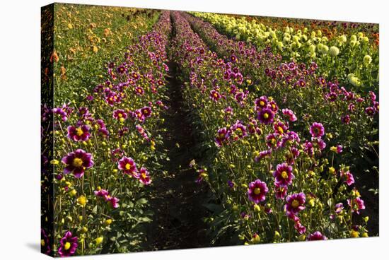 Dahlias, Dahlia Farm, Canby, Oregon, USA-Michel Hersen-Stretched Canvas