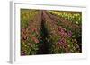 Dahlias, Dahlia Farm, Canby, Oregon, USA-Michel Hersen-Framed Photographic Print