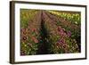 Dahlias, Dahlia Farm, Canby, Oregon, USA-Michel Hersen-Framed Photographic Print