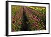 Dahlias, Dahlia Farm, Canby, Oregon, USA-Michel Hersen-Framed Photographic Print