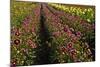 Dahlias, Dahlia Farm, Canby, Oregon, USA-Michel Hersen-Mounted Photographic Print