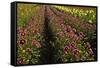 Dahlias, Dahlia Farm, Canby, Oregon, USA-Michel Hersen-Framed Stretched Canvas