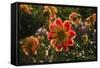 Dahlias, Dahlia Farm, Canby, Oregon, USA-Michel Hersen-Framed Stretched Canvas