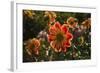 Dahlias, Dahlia Farm, Canby, Oregon, USA-Michel Hersen-Framed Photographic Print