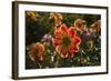 Dahlias, Dahlia Farm, Canby, Oregon, USA-Michel Hersen-Framed Photographic Print