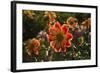 Dahlias, Dahlia Farm, Canby, Oregon, USA-Michel Hersen-Framed Photographic Print