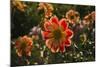 Dahlias, Dahlia Farm, Canby, Oregon, USA-Michel Hersen-Mounted Photographic Print