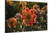 Dahlias, Dahlia Farm, Canby, Oregon, USA-Michel Hersen-Stretched Canvas