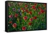 Dahlias, Dahlia Farm, Canby, Oregon, USA-Michel Hersen-Framed Stretched Canvas