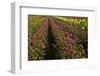 Dahlias, Dahlia Farm, Canby, Oregon, USA-Michel Hersen-Framed Photographic Print