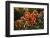 Dahlias, Dahlia Farm, Canby, Oregon, USA-Michel Hersen-Framed Photographic Print