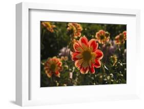 Dahlias, Dahlia Farm, Canby, Oregon, USA-Michel Hersen-Framed Photographic Print