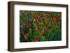 Dahlias, Dahlia Farm, Canby, Oregon, USA-Michel Hersen-Framed Photographic Print