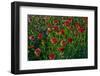 Dahlias, Dahlia Farm, Canby, Oregon, USA-Michel Hersen-Framed Photographic Print