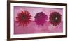 Dahlias Vermillon, Fischia, Carmin-Valerie Roy-Framed Art Print