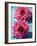 Dahlias-Laurence Mouton-Framed Art Print