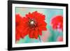 Dahlias-Angela Marsh-Framed Photographic Print