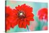 Dahlias-Angela Marsh-Stretched Canvas